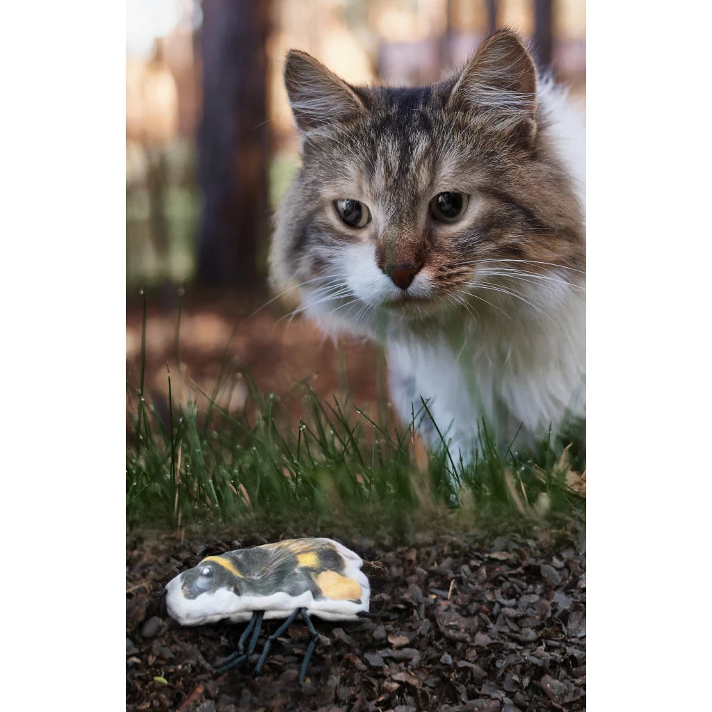 Wild Life Cat Hommel